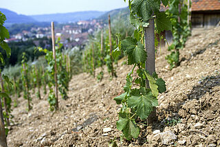 Württemberg Weinregion